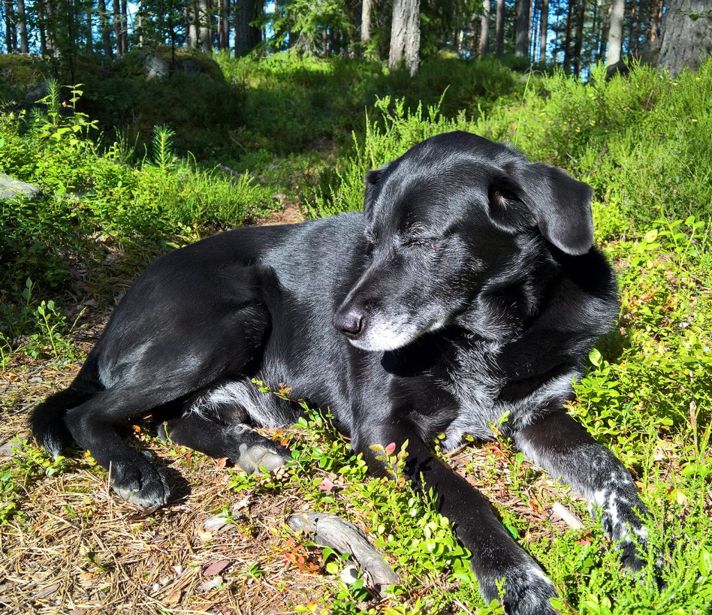 Pertti-koira loikoilee auringossa metsässä