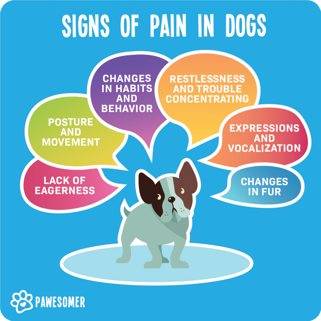dog-pain-signs